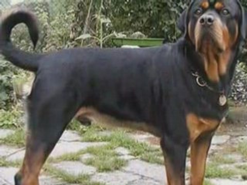 rottweiler