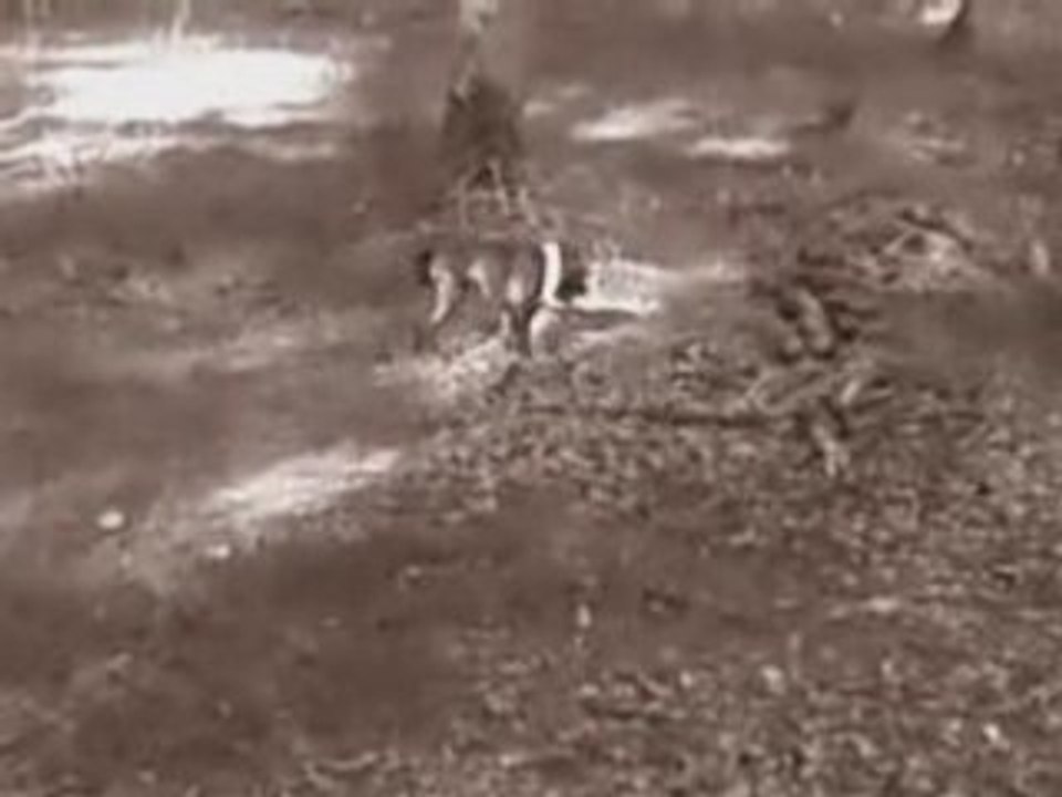 Gozzer VS Boomer 3