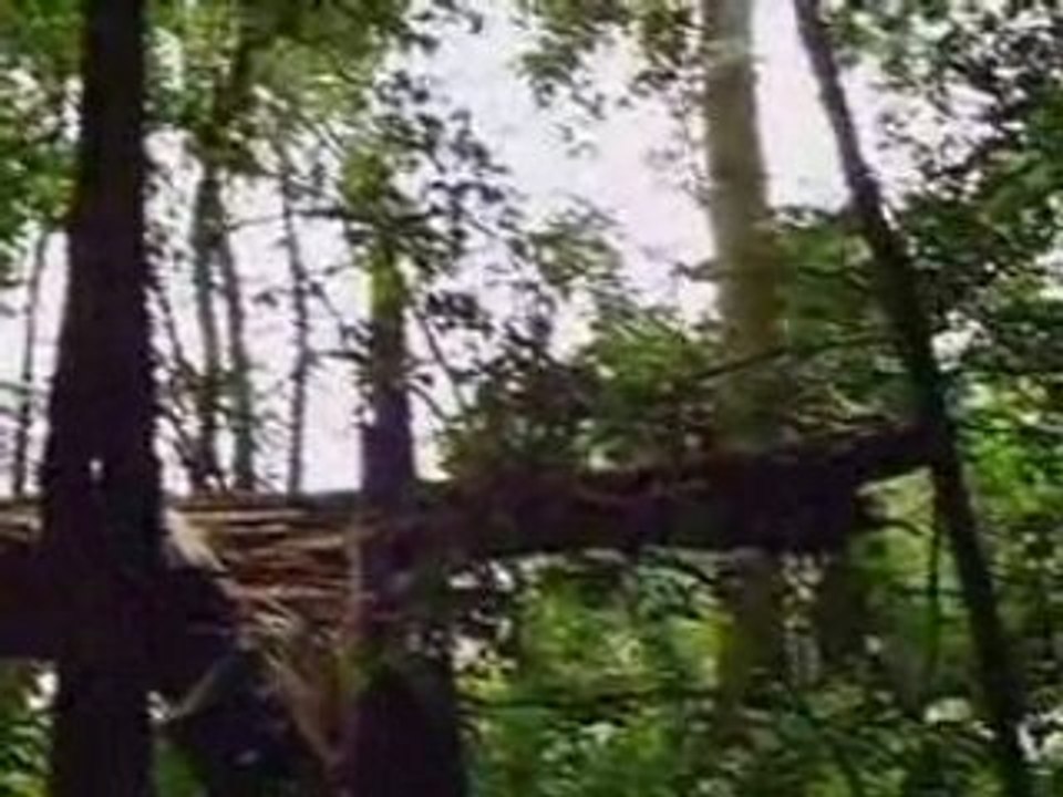 Presentation bois_0001