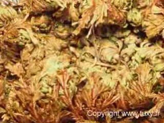 Rose de Jericho - www.tuxy.fr