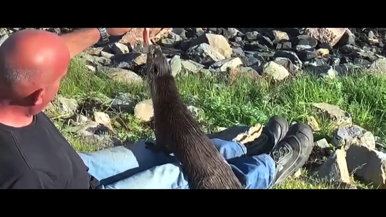 Billy et Molly : Un amour de loutre