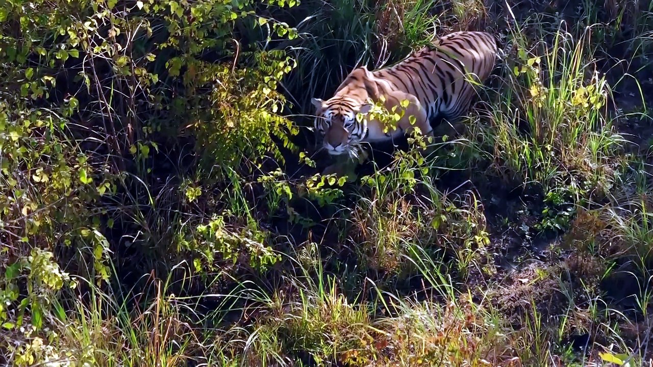 Tiger Island S01E01 FTP