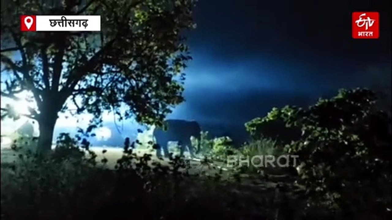 हाथी ने सड़क निर्माण में लगे दो मजदूरों को कुचला, टाइगर रिजर्व में लोनर हाथी ने फैलाई दहशत