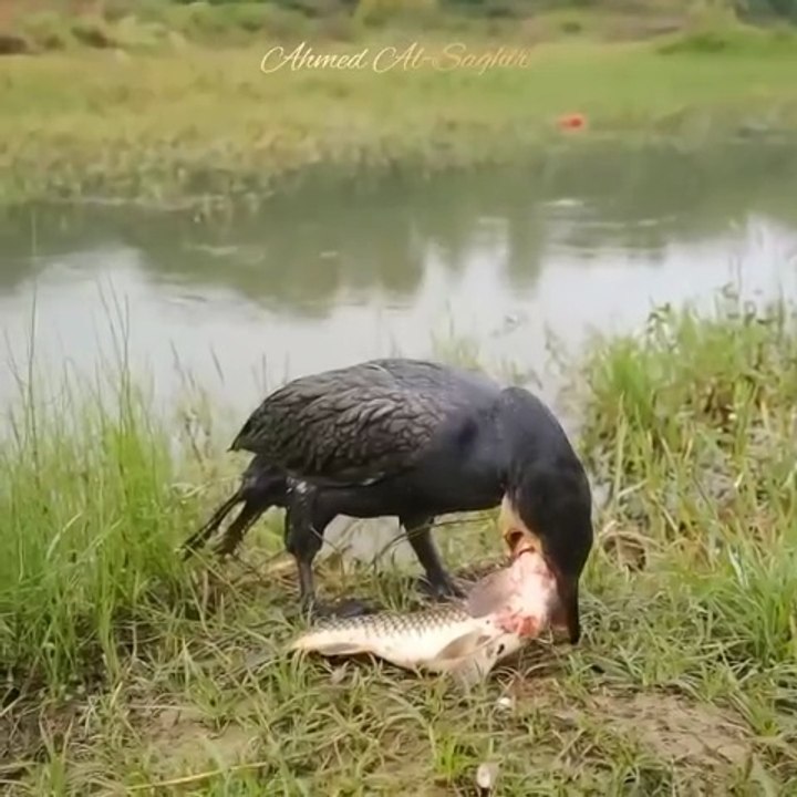 Fish Swalo Live show