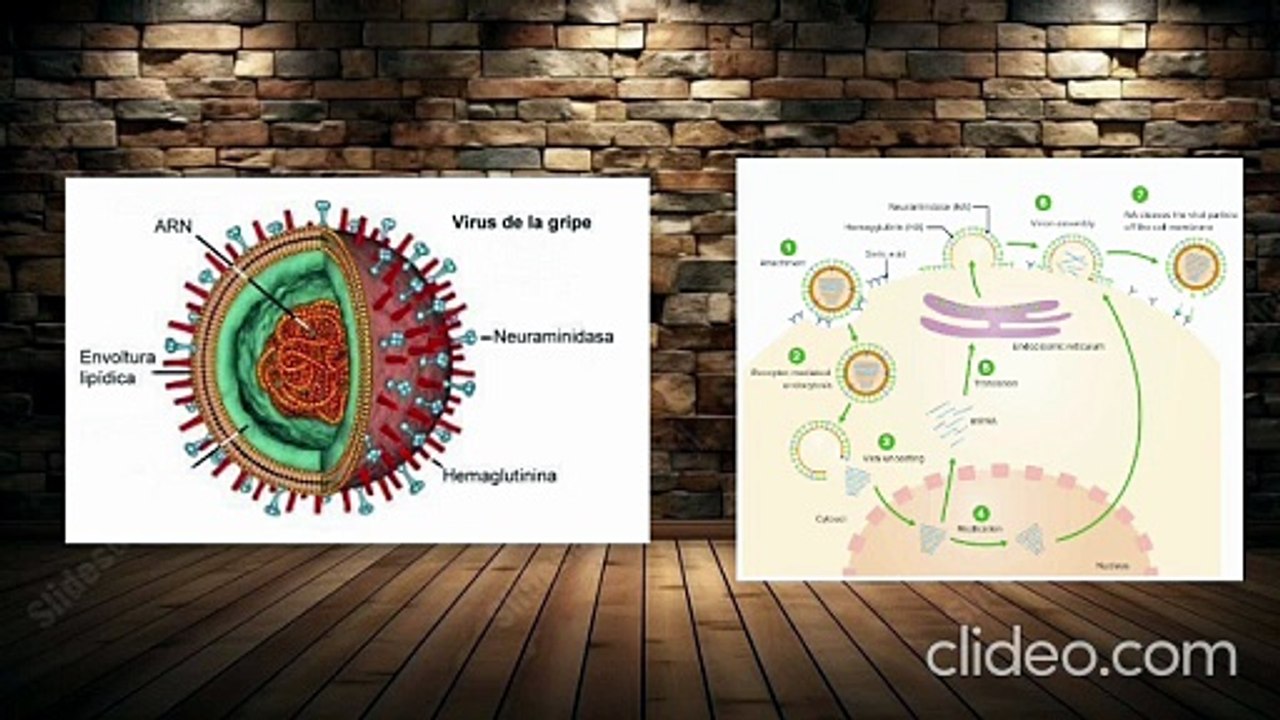 ¿Gripe o influenza?