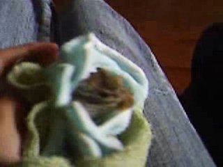 Gerbilles!