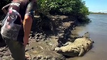 Unbelievable Moment: Man Interacts with a Huge Wild Crocodile
