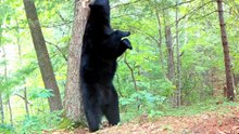 Un ours se gratte le dos contre un arbre et se rate complètement