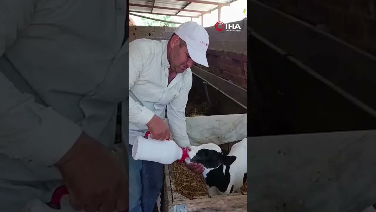Erken doğan buzağısına bebek gibi bakıyor