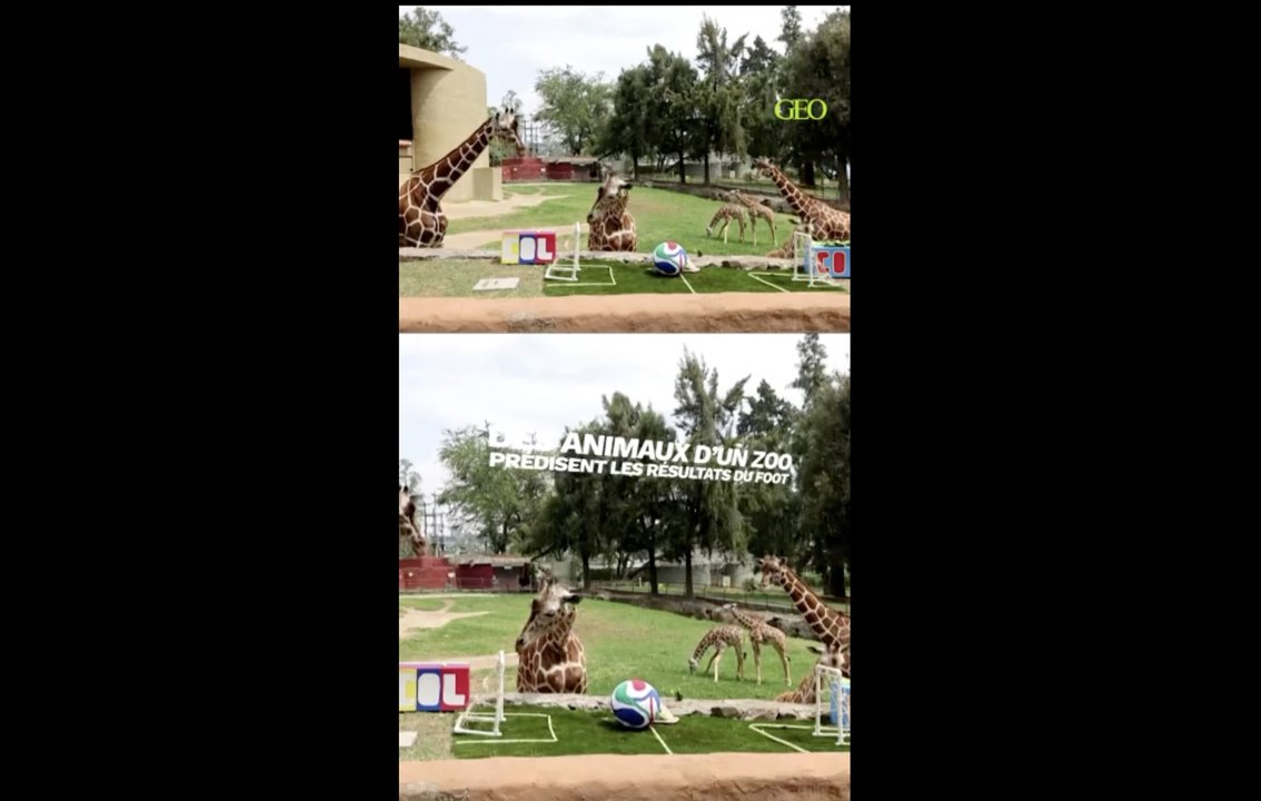 Mondial 2026 : les animaux d'un zoo méxicain prédisent les résultats de matches