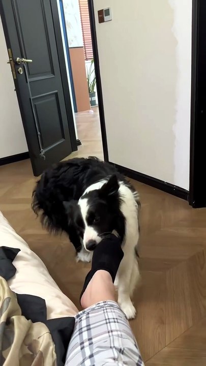 Helper Dog: Socks Off, Door Closed