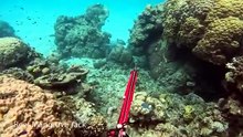 Coastal Survival Living 2 Days Only Eating What We Spear