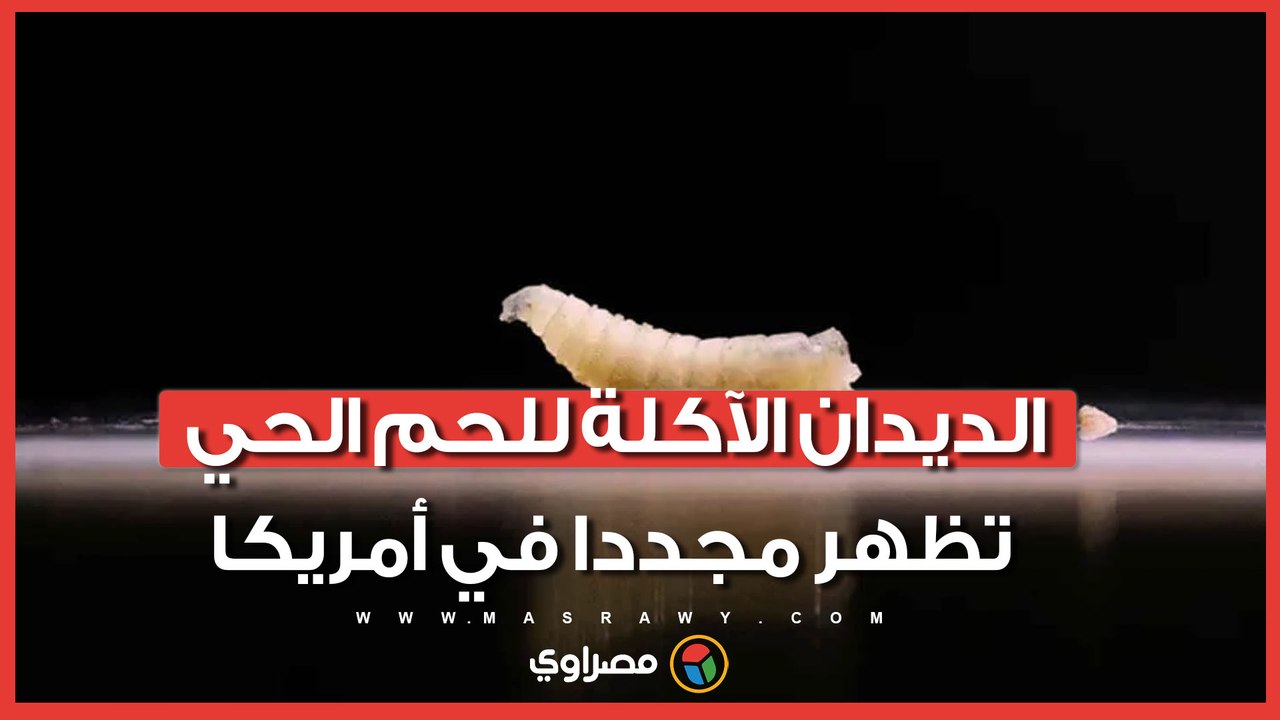 تهدد الثروة الحيوانية.. الديدان الآكلة للحم الحي تظهر مجددا في أمريكا