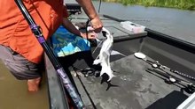 We Wade Fished This River and Caught MONSTERS Shark Catch  Cook