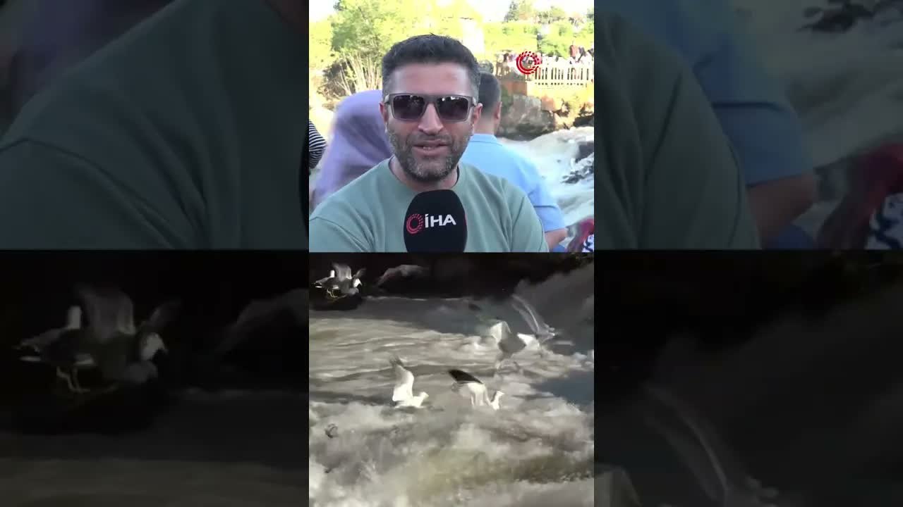 Uçan balıkların muhteşem göç yolculuğu gecikmeli olarak başladı