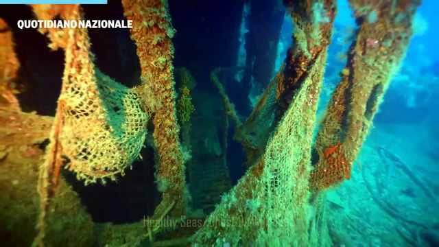 Uno squalo bianco nel canale di Sicilia