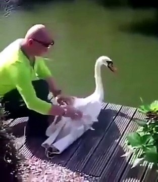 Separated for Weeks, Reunited in Seconds: A Swan Love Story