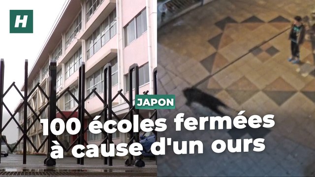 Une centaine d’écoles et collèges fermés dans cette ville japonaise à cause d’un ours