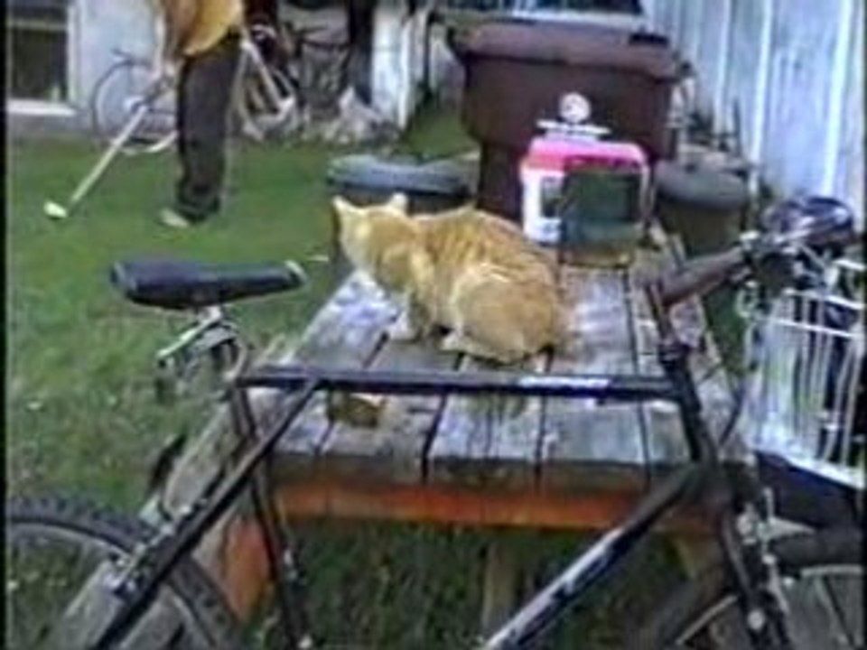 tride bogey