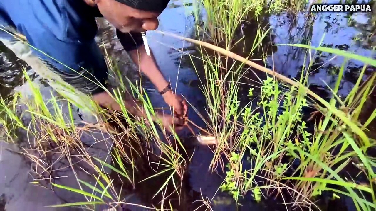 Archery of Large Catfish in the Swamps of South Papua