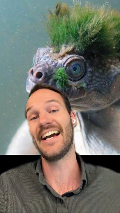 Une TORTUE pas comme les AUTRES