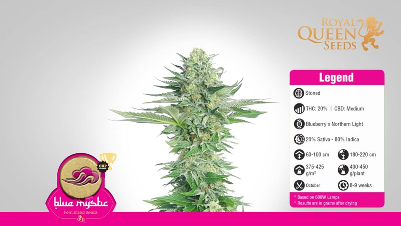 Blue Mystic Review