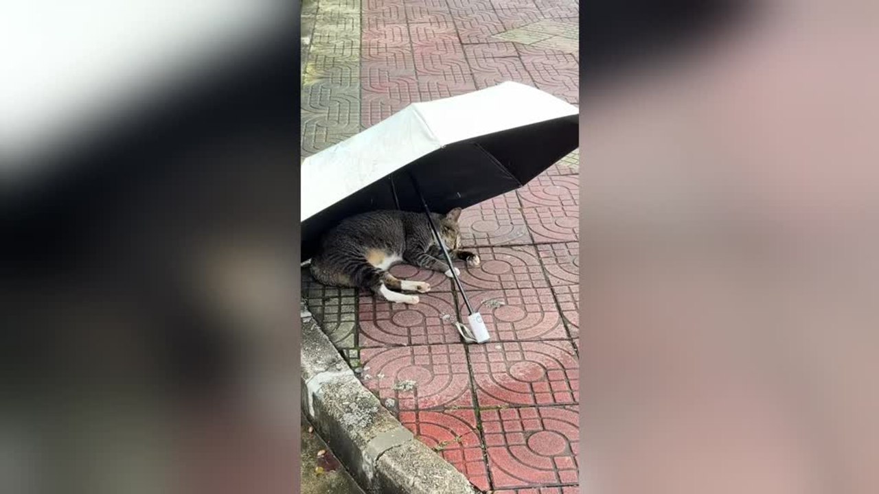 Kind Strangers Leave Umbrella for Stray Cat Sleeping in Rain