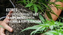 Cómo controlar y prevenir el estiramiento en plantas de marihuana