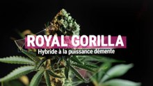 Royal Gorilla - La meilleure weed de tous les temps
