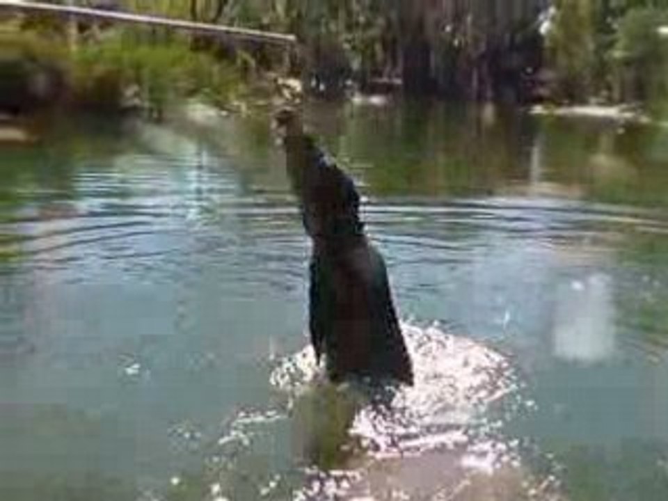 Crocodille Farm Cairns