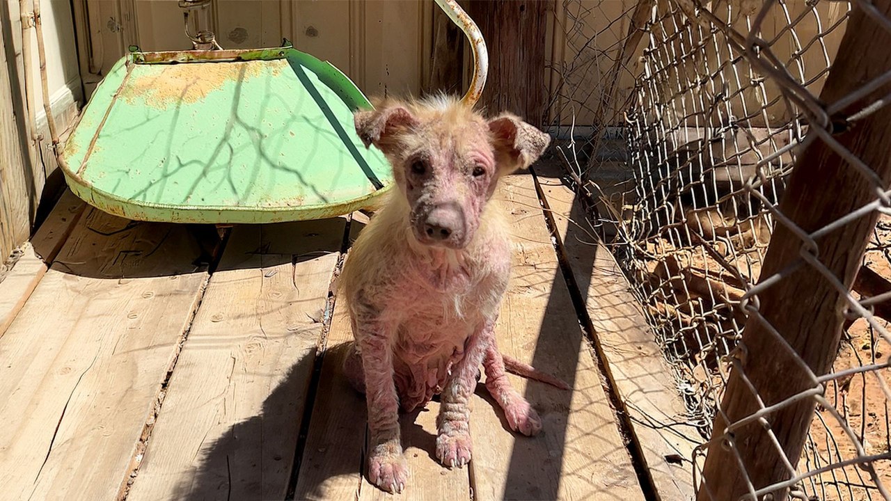 Mange Covered Puppies Get A Second Chance