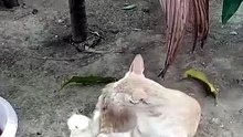 Adorable Cat Playing