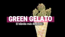 Green Gelato - El híbrido más delicioso