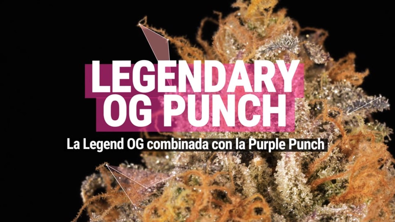 Legendary OG Punch