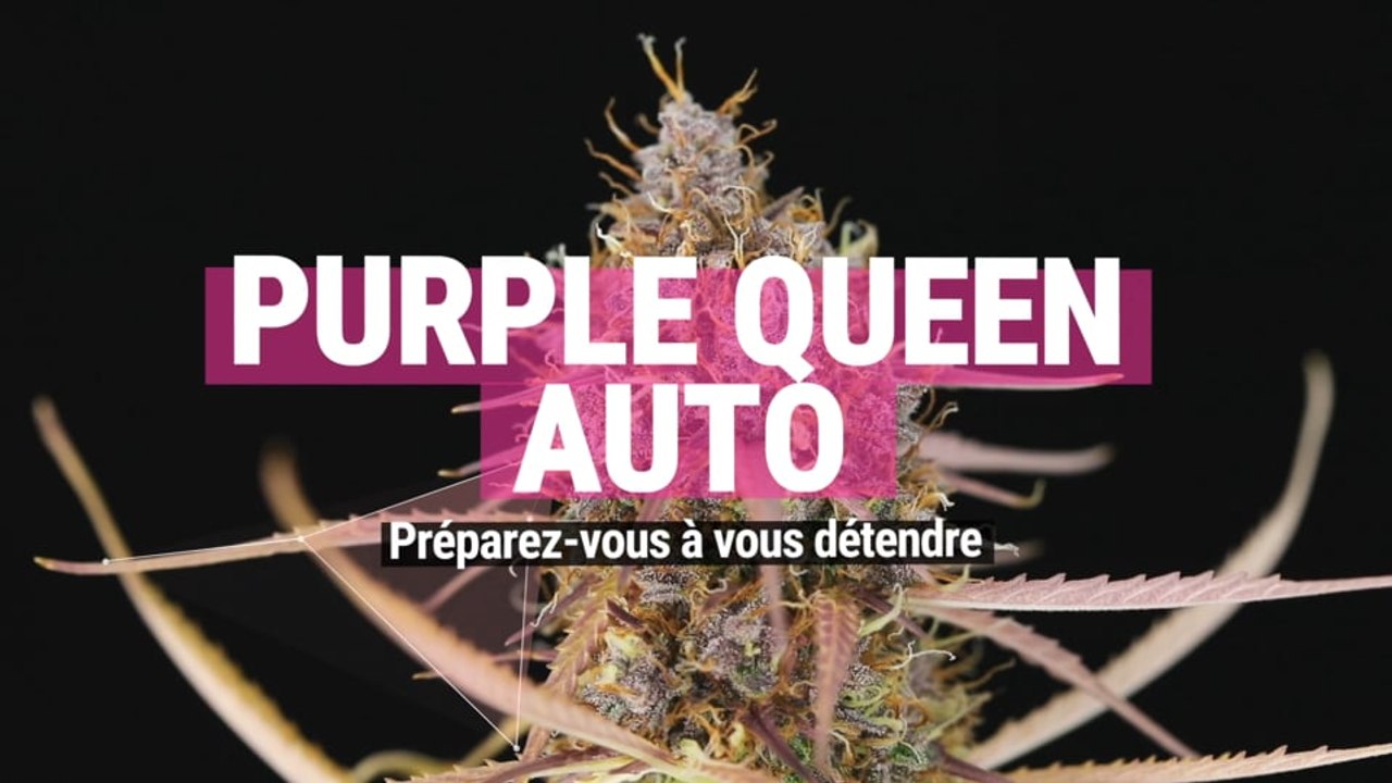Purple Queen Automatic : soyez prêts à vous détendre