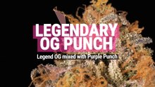 Legendary OG Punch Strain Review | Only one hit to knock you down