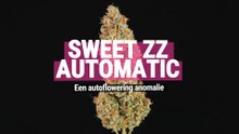 Sweet ZZ Automatic: Een abnormale autoflower