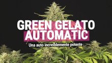 Green Gelato Automatic ES