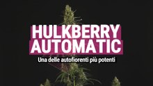 Hulkberry Automatic -  Una delle autofiorenti più potenti