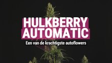 Hulkberry Automatic - Een van de krachtigste autoflowers
