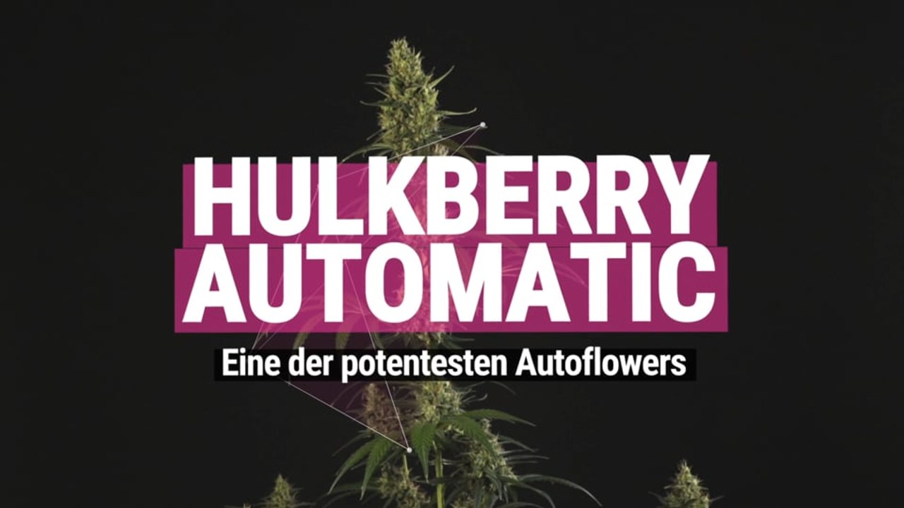 Hulkberry Automatic - Eine der potentesten Autoflowers