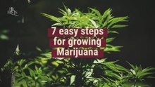 The 7 easy steps of growing cannabis [All you need to know]