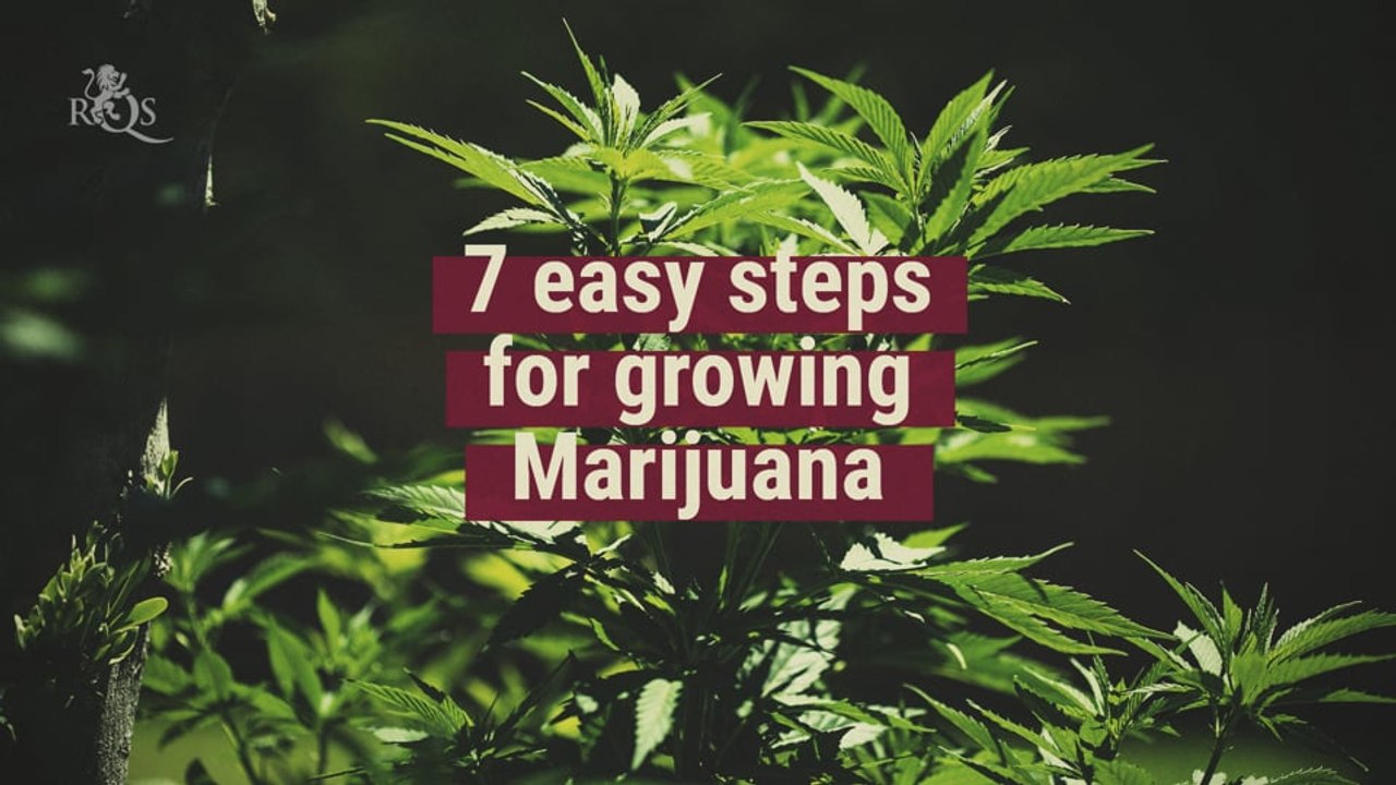 The 7 easy steps of growing cannabis [All you need to know]