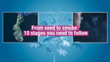 The Cannabis Cultivation Timeline