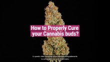 Come Conciare Le Cime Di Cannabis
