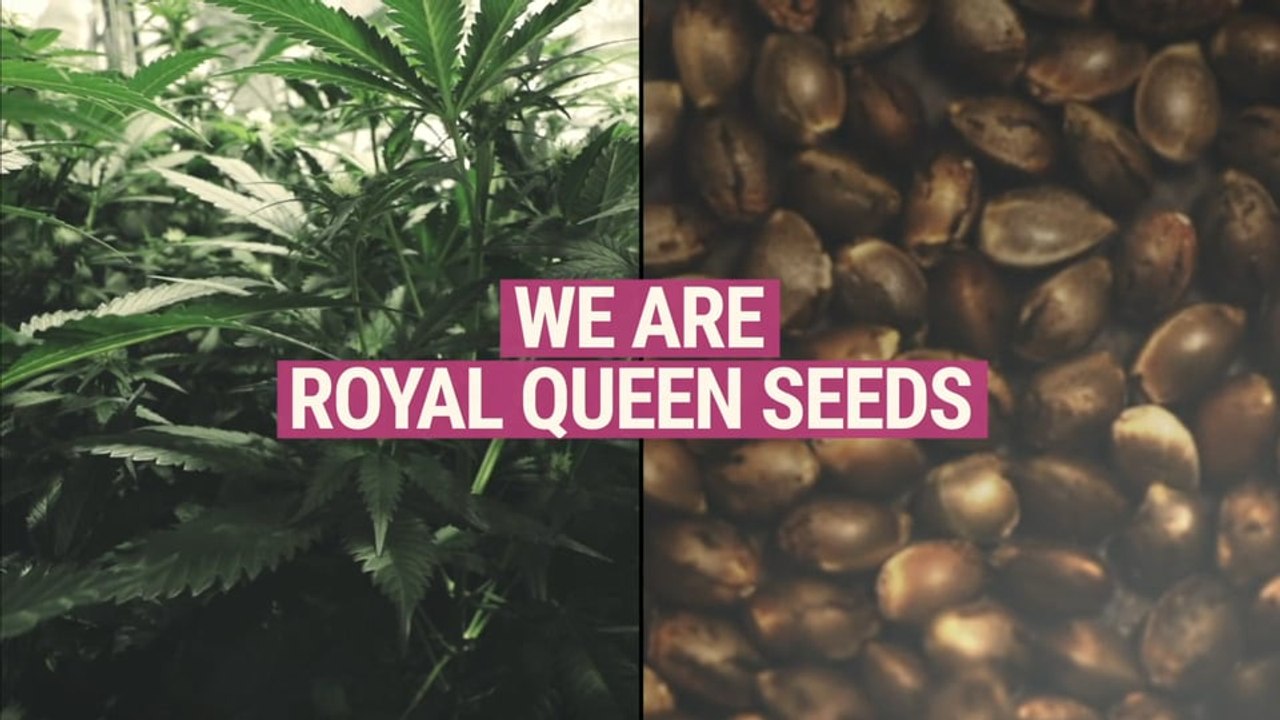 We are Royal Queen Seeds