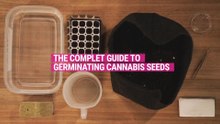 How to germinate cannabis seeds [Complete guide]