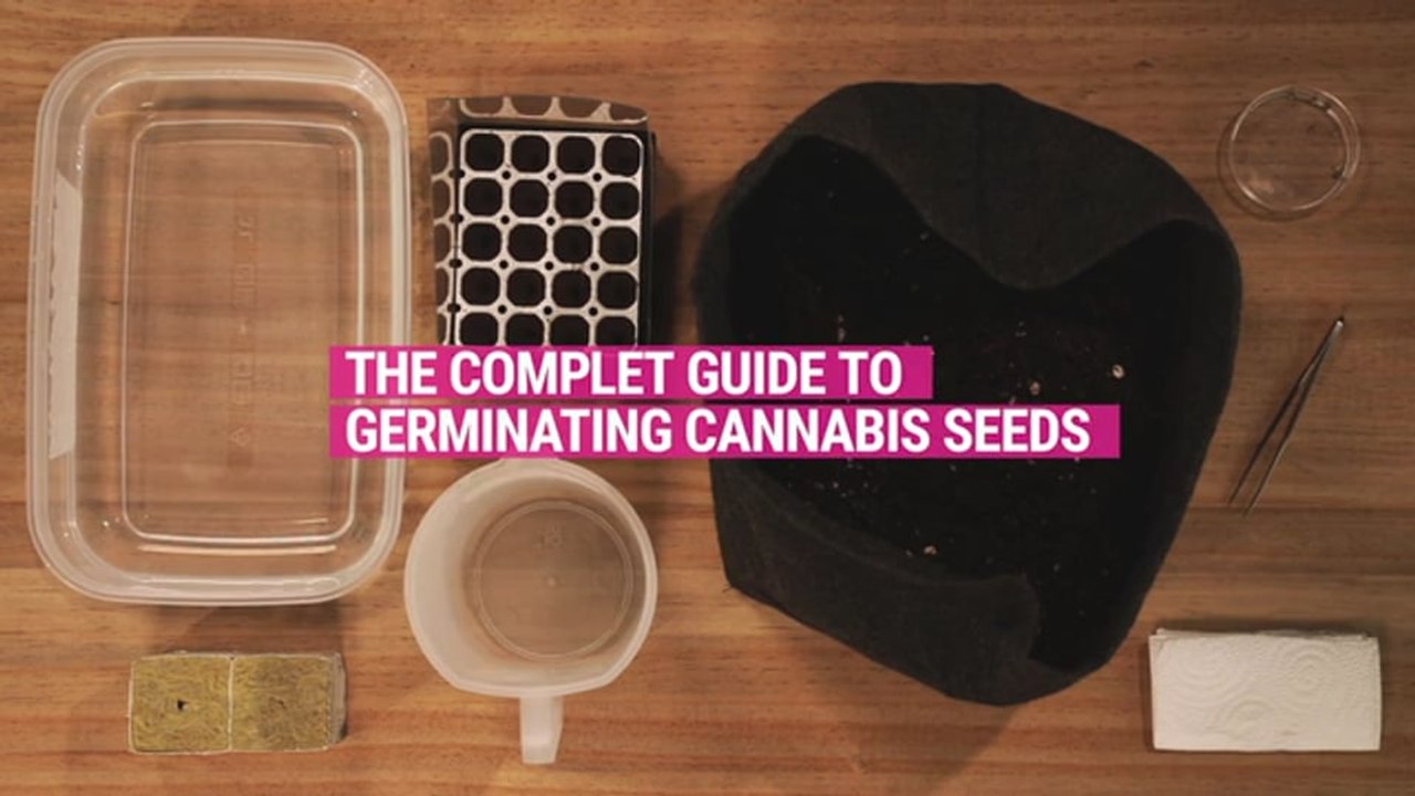 How to germinate cannabis seeds [Complete guide]