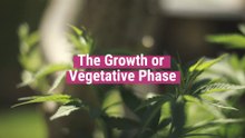 The Growth or Vegetative Phase [All you need to know]