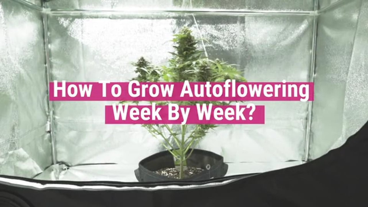 How to Grow Autoflowering Seeds: Week by Week Guide